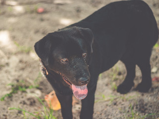 Dog black labrador retriever with a blue tongue on the summer