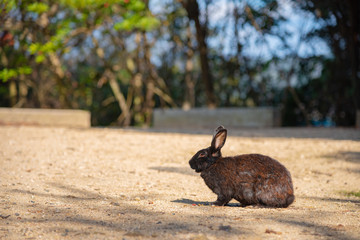 Cute relaxing rabbit on the road under the sunlight. in Okunoshima Island, as known as the 