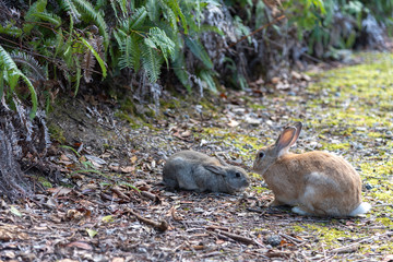Close up of cute relaxing rabbit in the undergrowth on Okunoshima ( Rabbit Island ), Hiroshima, Japan. Numerous feral rabbits that roam the island, they are rather tame and will approach humans.