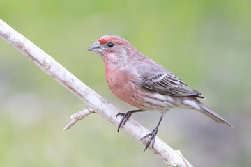 House finch outside backyard home feeder perched on a branch