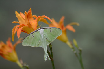 Luna Moth sits on an orange daylily.