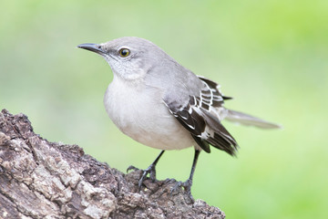 Mockingbird perched on a branch feeder backyard home