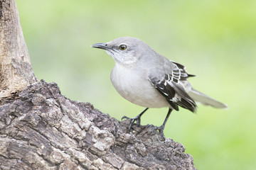 Mockingbird perched on a branch feeder backyard home