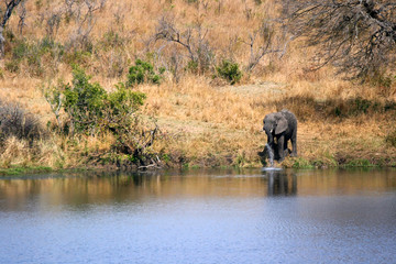 Elephant at waters edge drinking