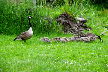Canada Goose families strolling in green grass.