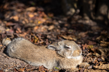 Close-up brown rabbit in sunny day on Okunoshima Island, as known as the 