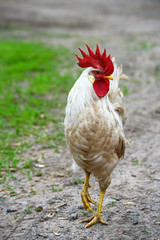 White rooster with a red comb walking around.