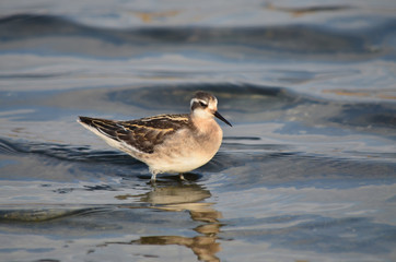 Red-necked phalarope in its natural habitat on coast of the Azov Sea. Fauna of Ukraine.