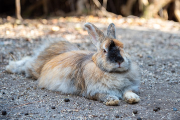 Close up of cute relaxing rabbit