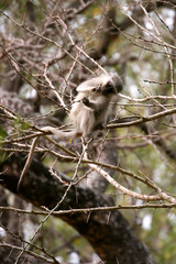 Vervet monkey manipulating tree branch