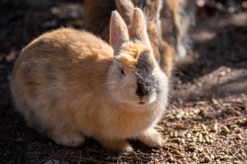 Close up a yellow baby rabbit