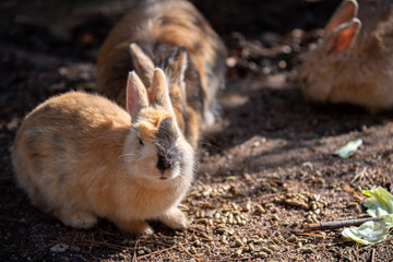 Close-up brown rabbit in sunny day on Okunoshima Island, as known as the 
