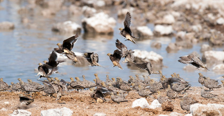 A flock of sandgrouse at a waterhole in Etosha National Park, Namibia, Africa.