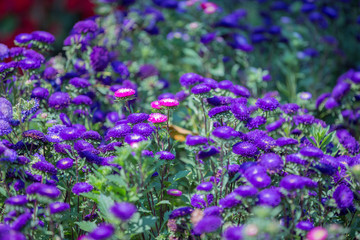 Flowers bloom in the garden with lens blurred effect as foreground and background 