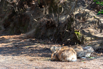 Cute wild rabbits on Okunoshima Island in sunny weaher, as known as the 