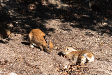 Cute wild rabbits on Okunoshima Island in sunny weaher, as known as the " Rabbit Island ". Numerous feral rabbits that roam the island, they are rather tame and will approach humans. Hiroshima, Japan.