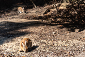Cute wild rabbits on Okunoshima Island in sunny weaher, as known as the 