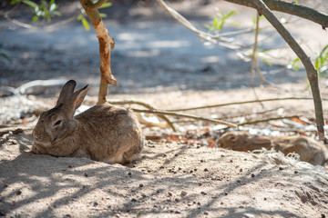 Close up of cute relaxing rabbit in the undergrowth on Okunoshima ( Rabbit Island ), Hiroshima, Japan. Numerous feral rabbits that roam the island, they are rather tame and will approach humans.