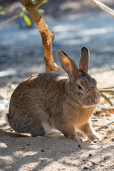 Close-up brown rabbit in sunny day