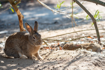 Close up of cute relaxing rabbit in the undergrowth on Okunoshima ( Rabbit Island ), Hiroshima, Japan. Numerous feral rabbits that roam the island, they are rather tame and will approach humans.
