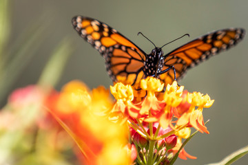 The Monarch 