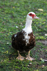 White Muscovy duck portrait, Musky duck.