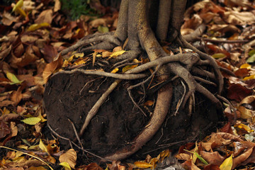Golden autumn scene in a forest, big roots above the ground