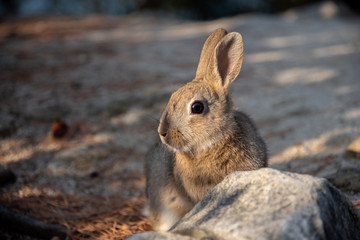 Close-up brown rabbit in sunny day on Okunoshima Island, as known as the 