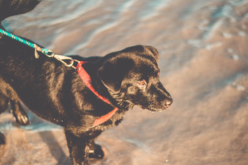 Beautiful Black Labrador Retriever on beach getting wet on the water
