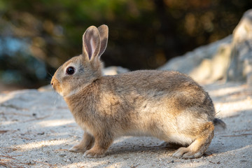 Close-up brown rabbit in sunny day © Shawn.ccf