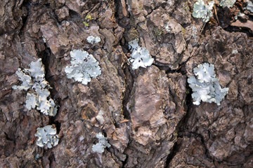 Tree trunk texture and background with moss and lichen. Mossy bark tree with texture