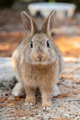Close-up gray rabbit in sunny day on Okunoshima Island, as known as the 