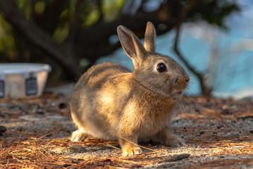 Close-up brown rabbit in sunny day