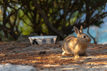 Close up of cute relaxing rabbit in the undergrowth on Okunoshima ( Rabbit Island ), Hiroshima, Japan. Numerous feral rabbits that roam the island, they are rather tame and will approach humans.