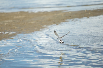 Pássaros na Baia de Todos os Santos Bahia