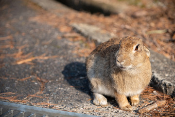 Close-up brown rabbit in sunny day on Okunoshima Island, as known as the 