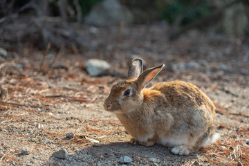 Naklejka na ściany i meble Close-up brown rabbit in sunny day on Okunoshima Island, as known as the 