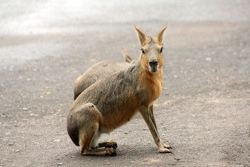 Hare. Native animal of Argentina, it is also known as Mara Patagonica