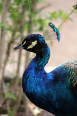 Blue peacock in the nature.