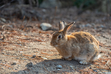 Close-up brown rabbit in sunny day on Okunoshima Island, as known as the 