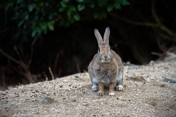 Close up of cute relaxing rabbit in the undergrowth on Okunoshima ( Rabbit Island ), Hiroshima, Japan. Numerous feral rabbits that roam the island, they are rather tame and will approach humans.