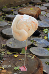 Flamingo standing on one leg. Close up of flamingo relaxing in a wildlife sanctuary. They have a special characteristic of standing on one leg to keep energy.