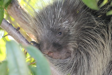 porcupine 4 by Skip Weeks