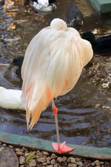 Flamingo standing on one leg. Close up of flamingo relaxing in a wildlife sanctuary. They have a special characteristic of standing on one leg to keep energy.