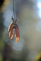 Maple seeds