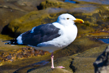 Seagull by Skip Weeks