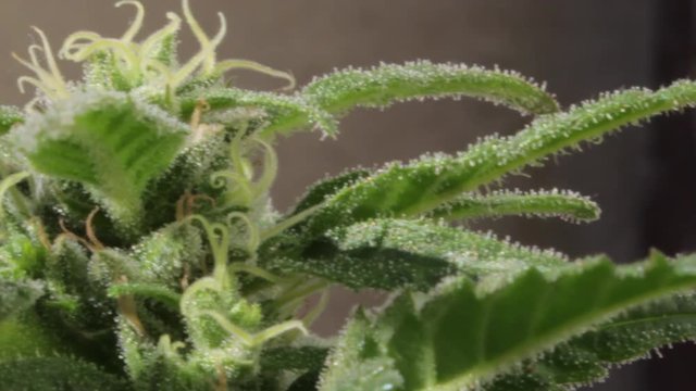 Close view of a flowered female sativa marijuana plant apical bud with leafs, buds, pistils, and milky trichomes, panning right