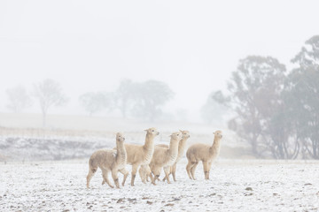 Alpacas in snow, Australia