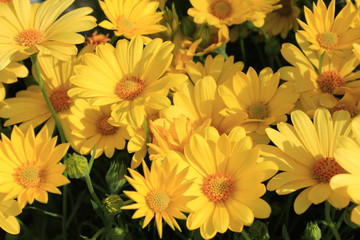 Yellow Flowers by Skip Weeks
