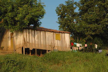 Fototapeta na wymiar wooden house and mango tree